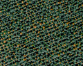 ECS_Forest_Swatch_1