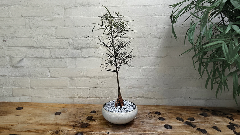Queensland Bottle Tree Making Workshop